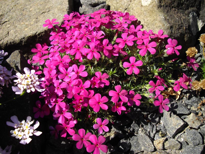 Phlox douglasii'Crackerjack'